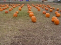 Cheeky_PumpkinPatch (1)